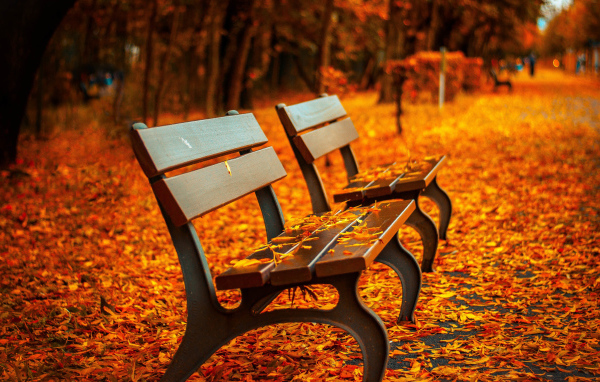 Две деревянные лавки в парке покрыты желтыми осенними листьями