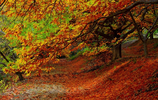 Опавшие с деревьев желтые листья в парке осенью 