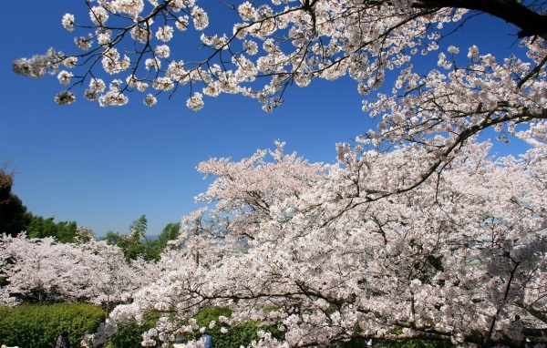 Цветущие абрикосовые деревья весной