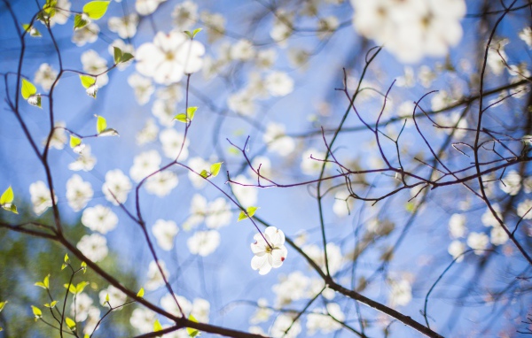 Цветки белых цветов в ветвях и голубое небо весной, Роли