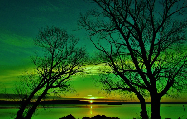 Силуэты деревьев на закате солнца