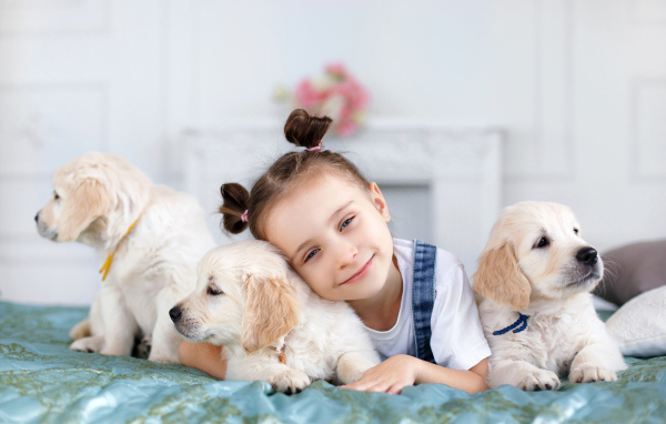 Маленькая девочка со щенками золотистого ретривера