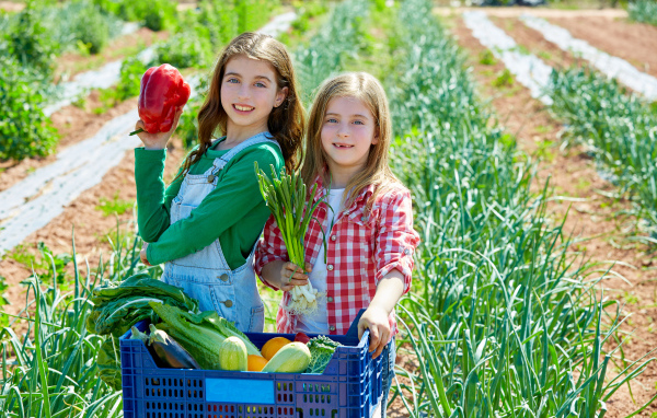 Две маленькие девочки собирают овощи на огороде