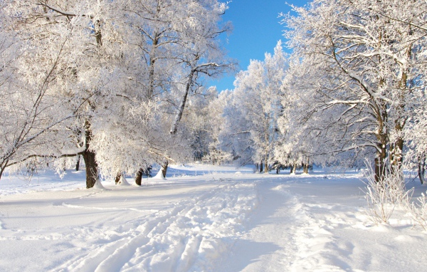 Красивые покрытые инеем деревья у заснеженной дороги зимой