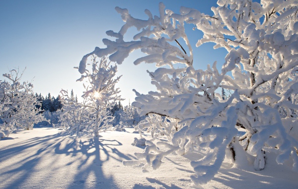 Покрытые инеем деревья в лучах солнца зимой
