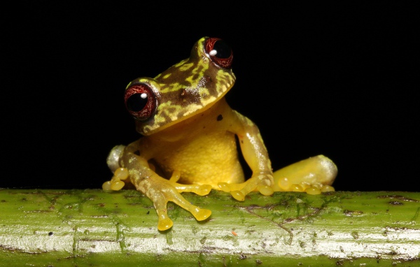 Забавная лягушка сидит на зеленой ветке на черном фоне