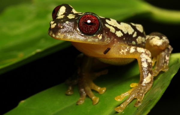 Большая лягушка с красными глазами на зеленом листе