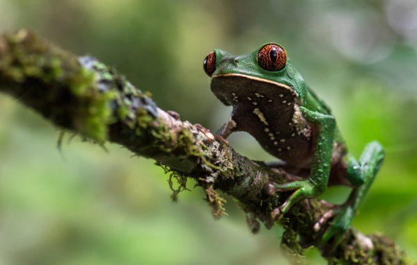 Зеленая лягушка сидит на ветке 