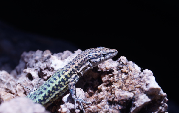 Маленькая ящерица сидит на камне 