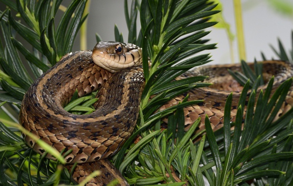 Змея сидит в зеленых ветках 