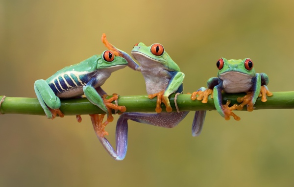 Три красноглазых квакши на ветке 