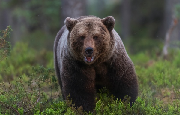 Большой грозный бурый медведь идет по лесу