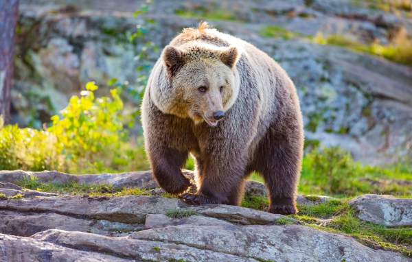 Большая бурая медведица идет по камням