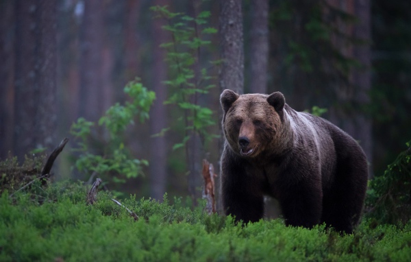 Big brown bear in a moss-covered forest