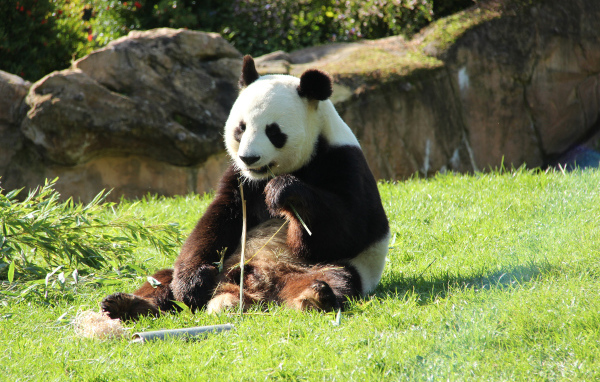 Большая панда грызет бамбук на зеленой траве