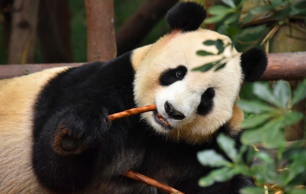 Большая панда в зоопарке грызет ветку