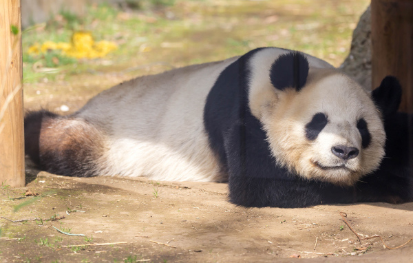 Большая панда спит в зоопарке 