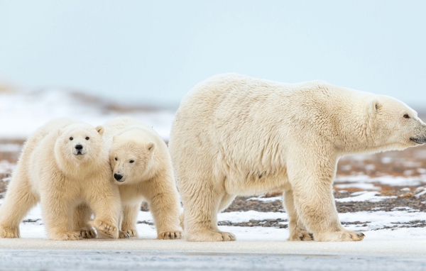 Большая белая медведица идет по снегу с маленькими медвежатами