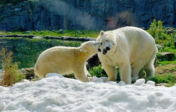 Big white bear with a teddy bear on the snow at the zoo
