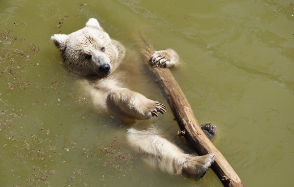 Бурый медведь плавает по реке с бревном