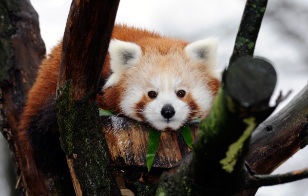 Милая малая панда лежит на дереве 