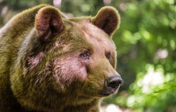 Морда большого бурого медведя крупным планом