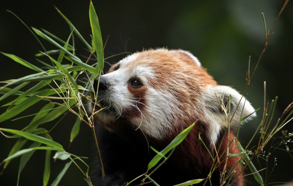 Малая панда грызет ветки бамбука