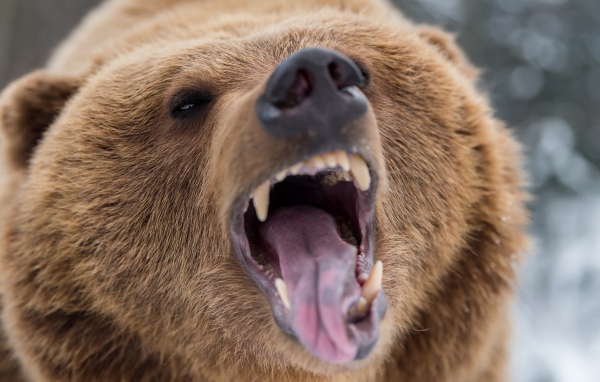 Грозный оскал бурого медведя 