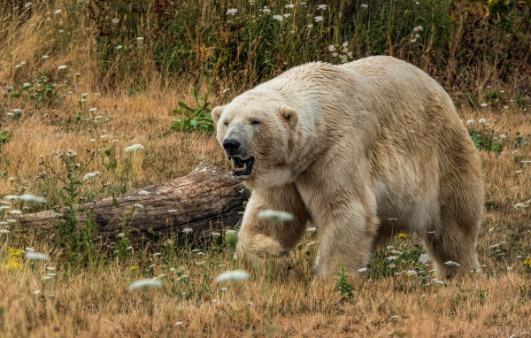 Грозный белый медведь с острыми клыками на траве