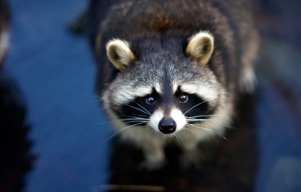 Любопытный енот с черным носом в воде