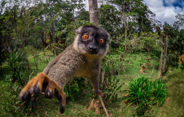 Смешной лемур лезет в камеру 