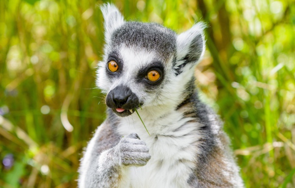 Лемур с желтыми глазами ест траву