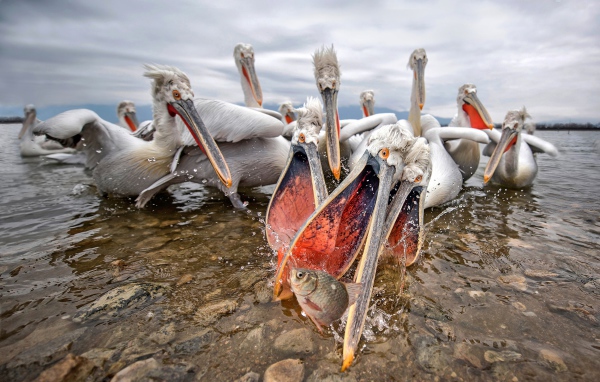 Стая пелинанов ловят рыбу