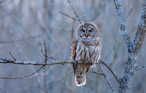 Большая коричневая сова сидит на ветке
