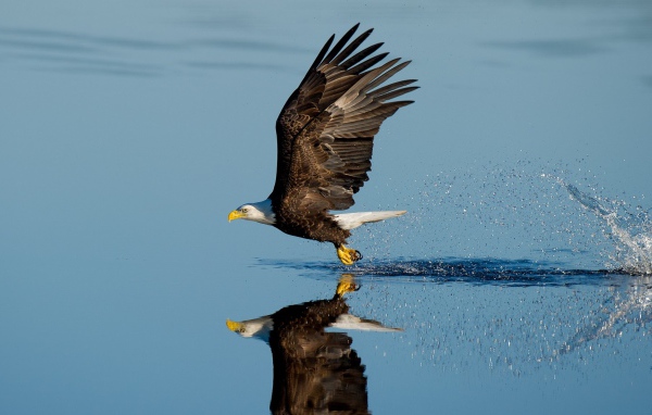 Белоголовый орлан летит над водой 