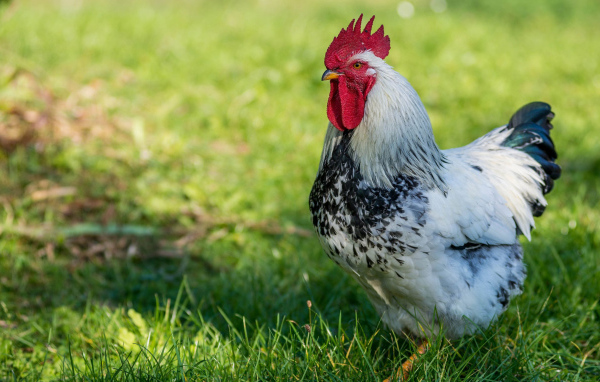 Красивый петух на зеленой траве