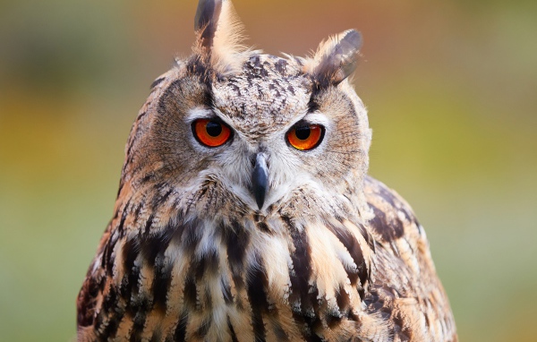 Большая сова с оранжевыми глазами крупным планом