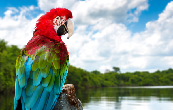 Большой попугай ара на ветке у воды