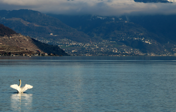 Большой белый лебедь в воде на фоне гор 