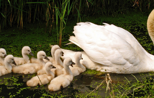 Большой белый лебедь с птенцами в пруду 