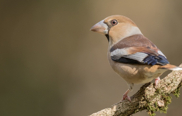 Птица сидит на ветке дерева крупным планом