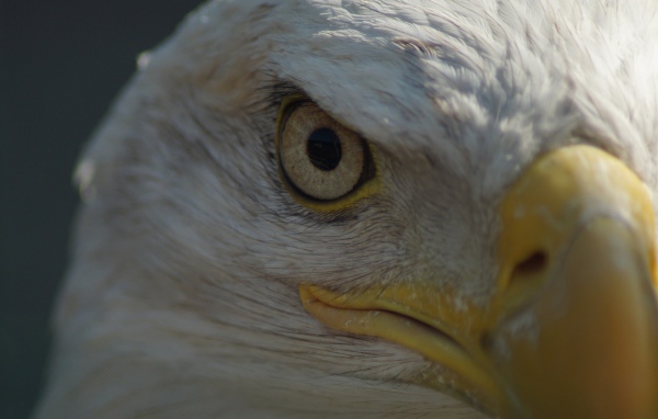 Глаз белоголового орлана крупным планом