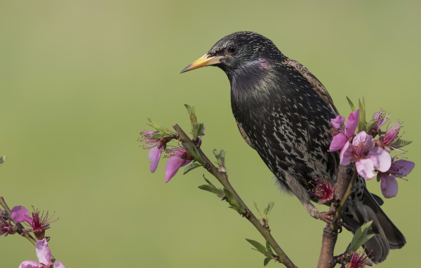 Обыкновенный черный скворец сидит на ветке с цветами