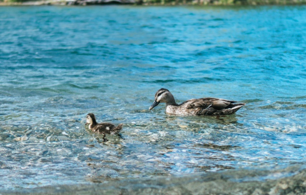 Утка с маленьким утенком в воде