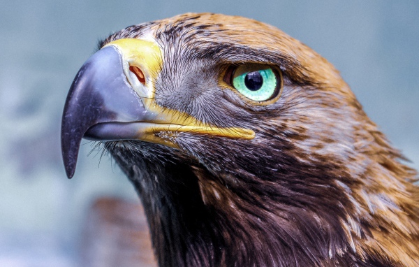 Орел с острым клювом голова крупным планом