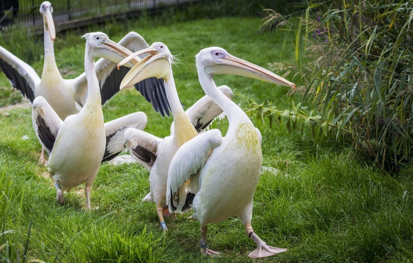 Четыре пеликана идут по зеленой траве