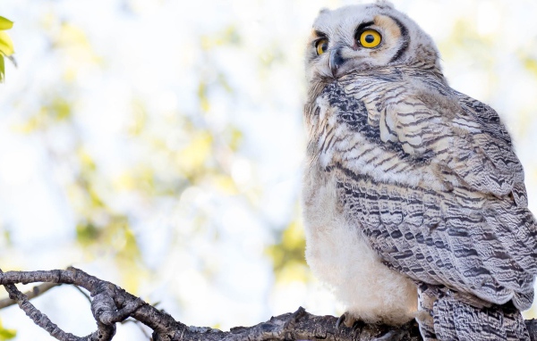 Большая серая сова с желтыми глазами на ветке 