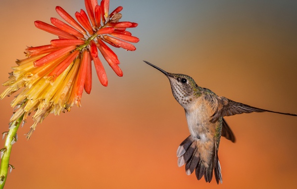 Птица колибри в полете у красного цветка 