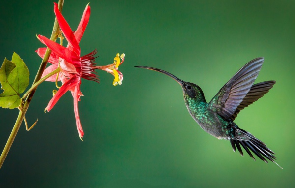 Маленькая птичка колибри пьет нектар с цветка