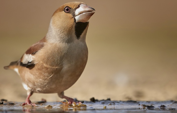 Маленькая коричневая птичка на мокрой земле
